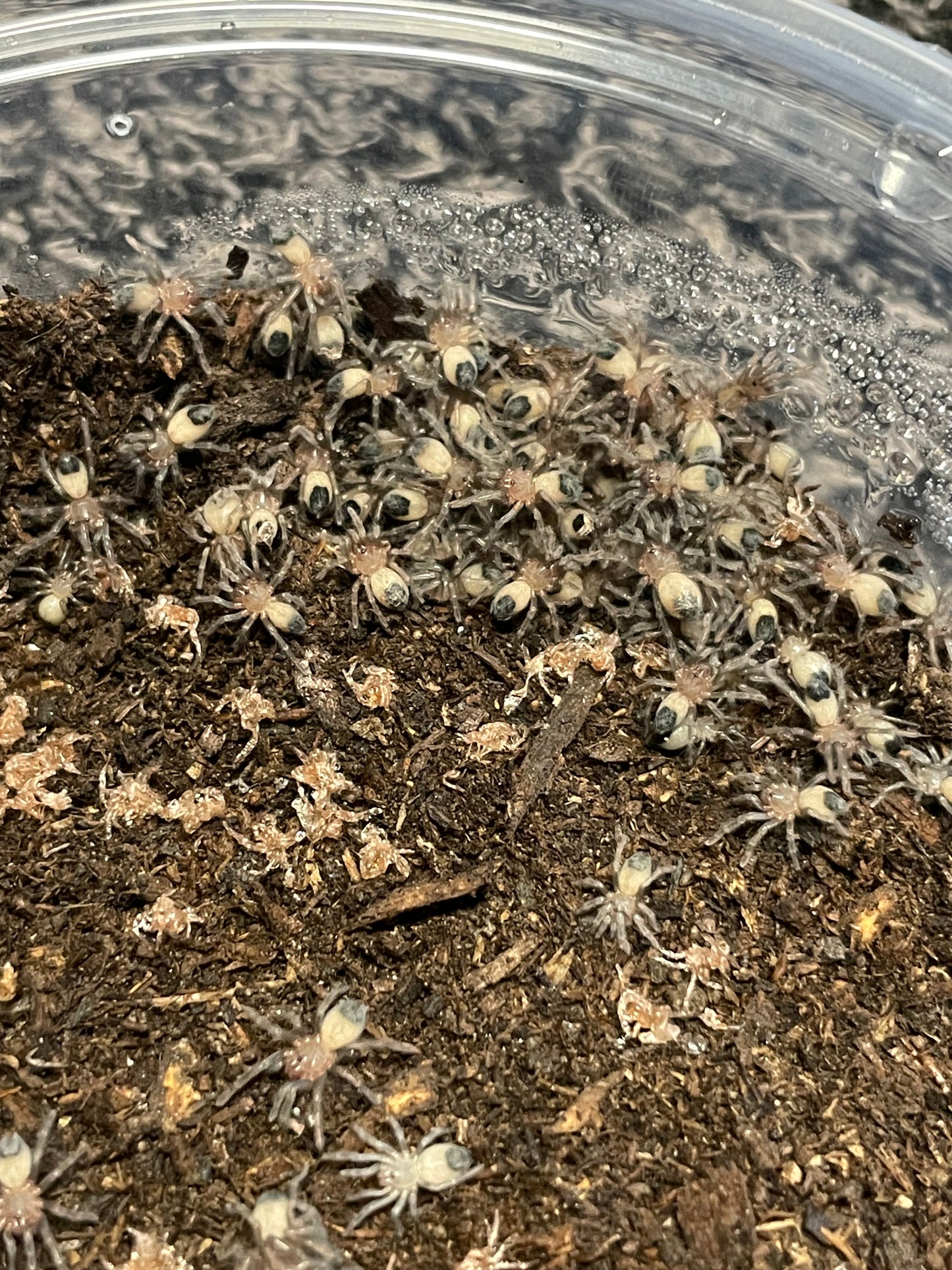 Aphonopelma Sp. Dragoons “Slings”