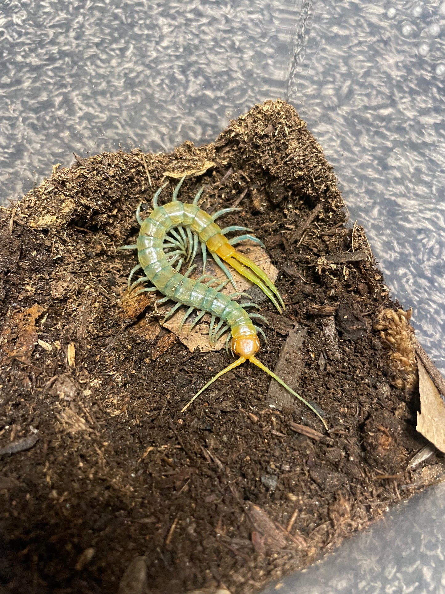 Scolopendra Aztecorum “Northern Ghost”
