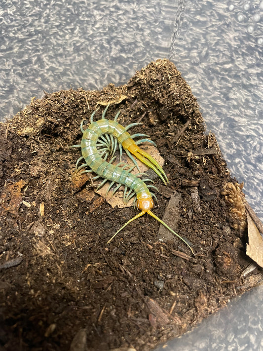 Scolopendra Aztecorum “Northern Ghost”
