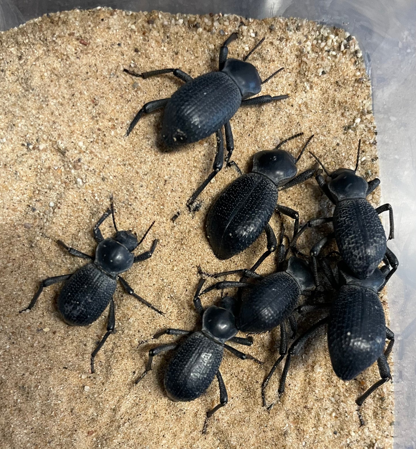 Black death feigning beetles