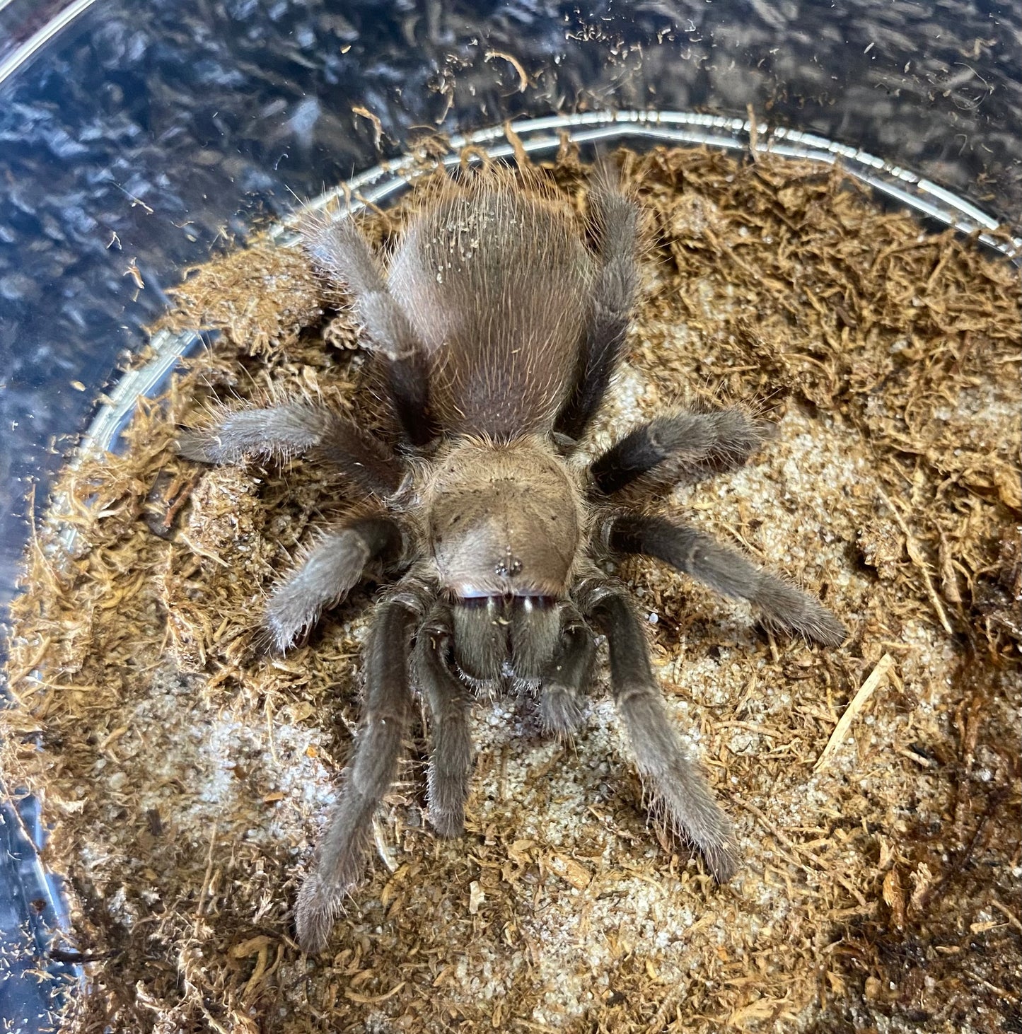 Aphonopelma Anax