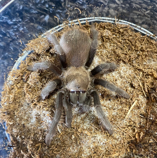 Aphonopelma Anax