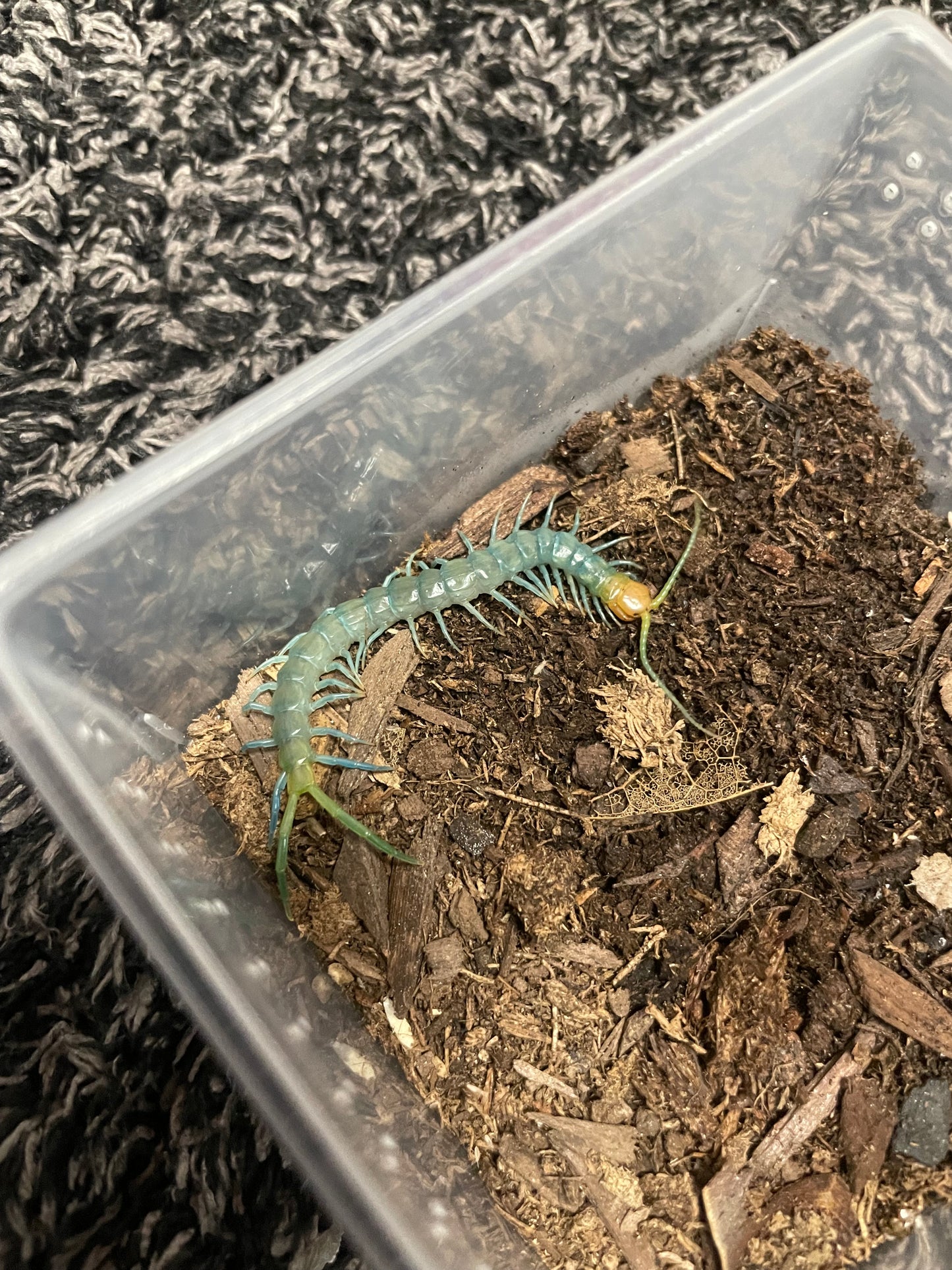 Scolopendra Aztecorum “Northern Ghost”