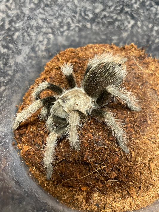 Aphonopelma Eutylenum