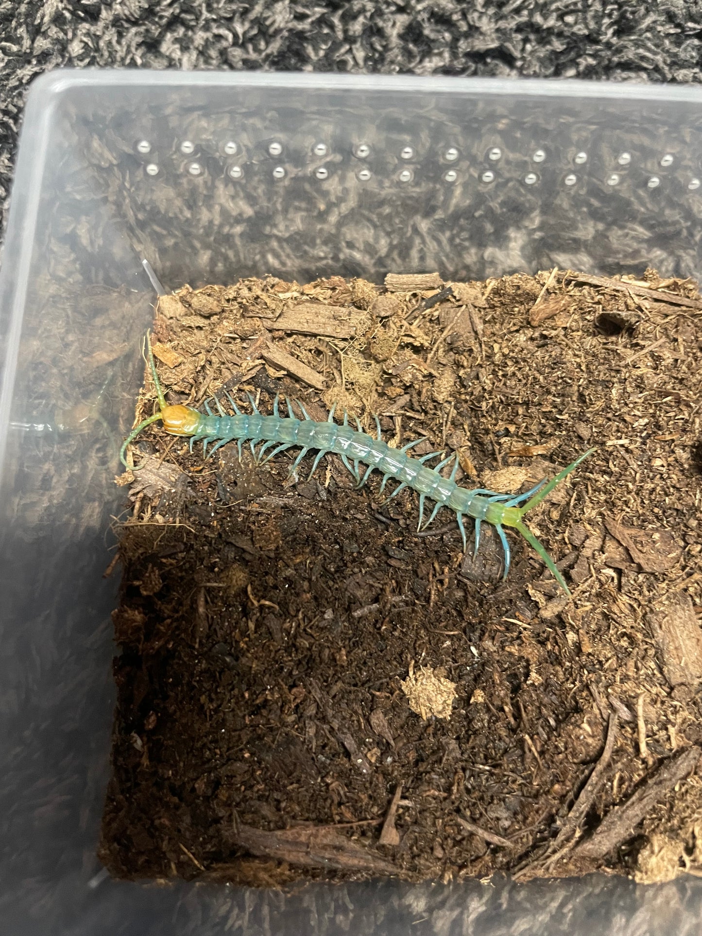 Scolopendra Aztecorum “Northern Ghost”