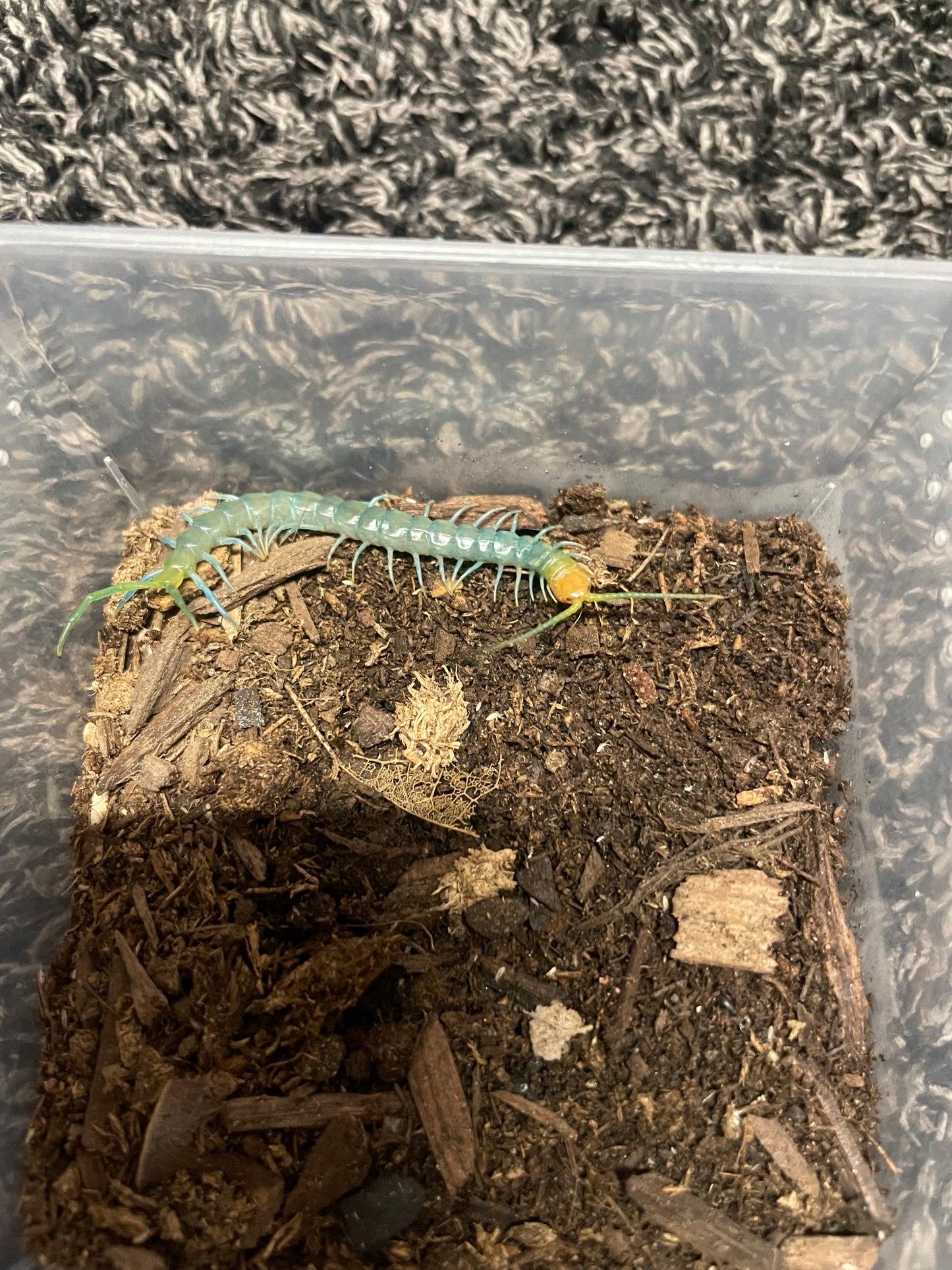 Scolopendra Aztecorum “Northern Ghost”