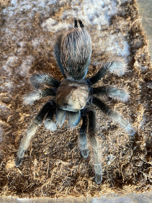 Aphonopelma Eutylenum