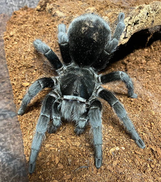 Grammostola Pulchra