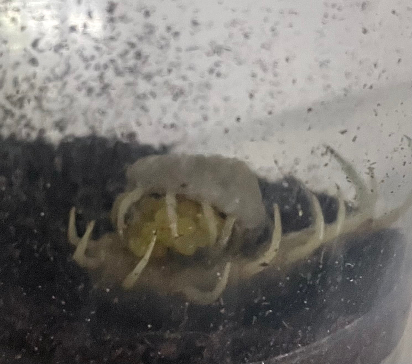 Scolopendra Aztecorum (Pedeling)