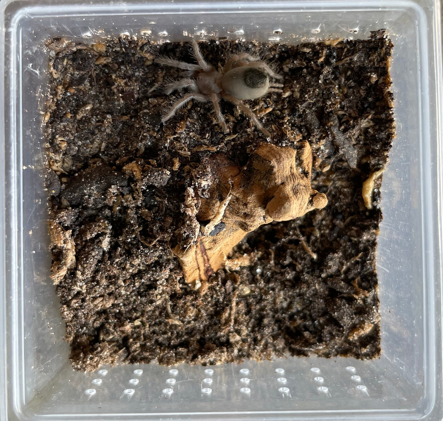 Aphonopelma Steindachneri