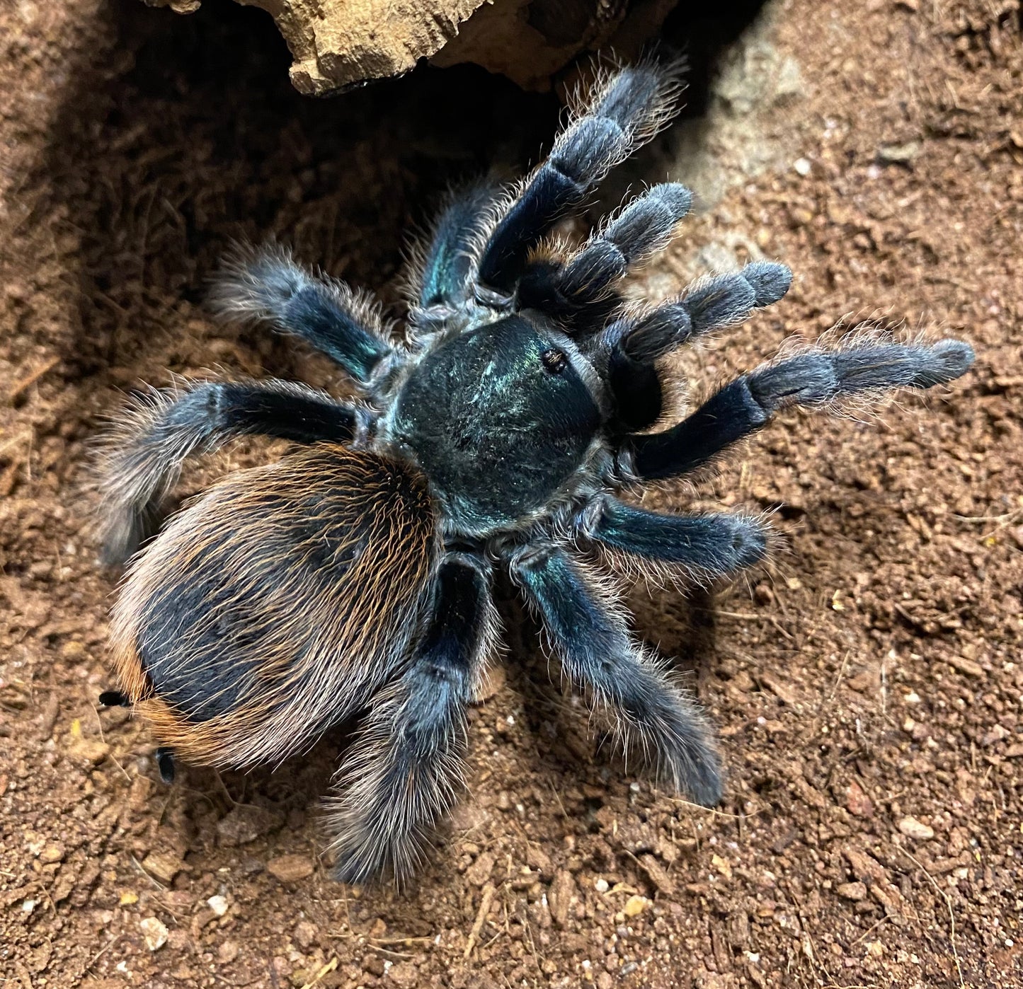 Aphonopelma Mooreae