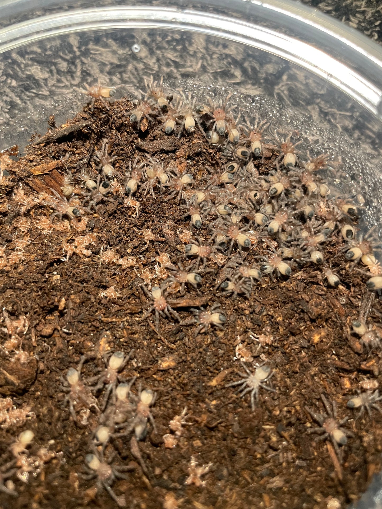 Aphonopelma Sp. Dragoons “Slings”