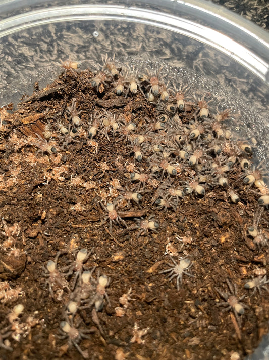 Aphonopelma Sp. Dragoons “Slings”