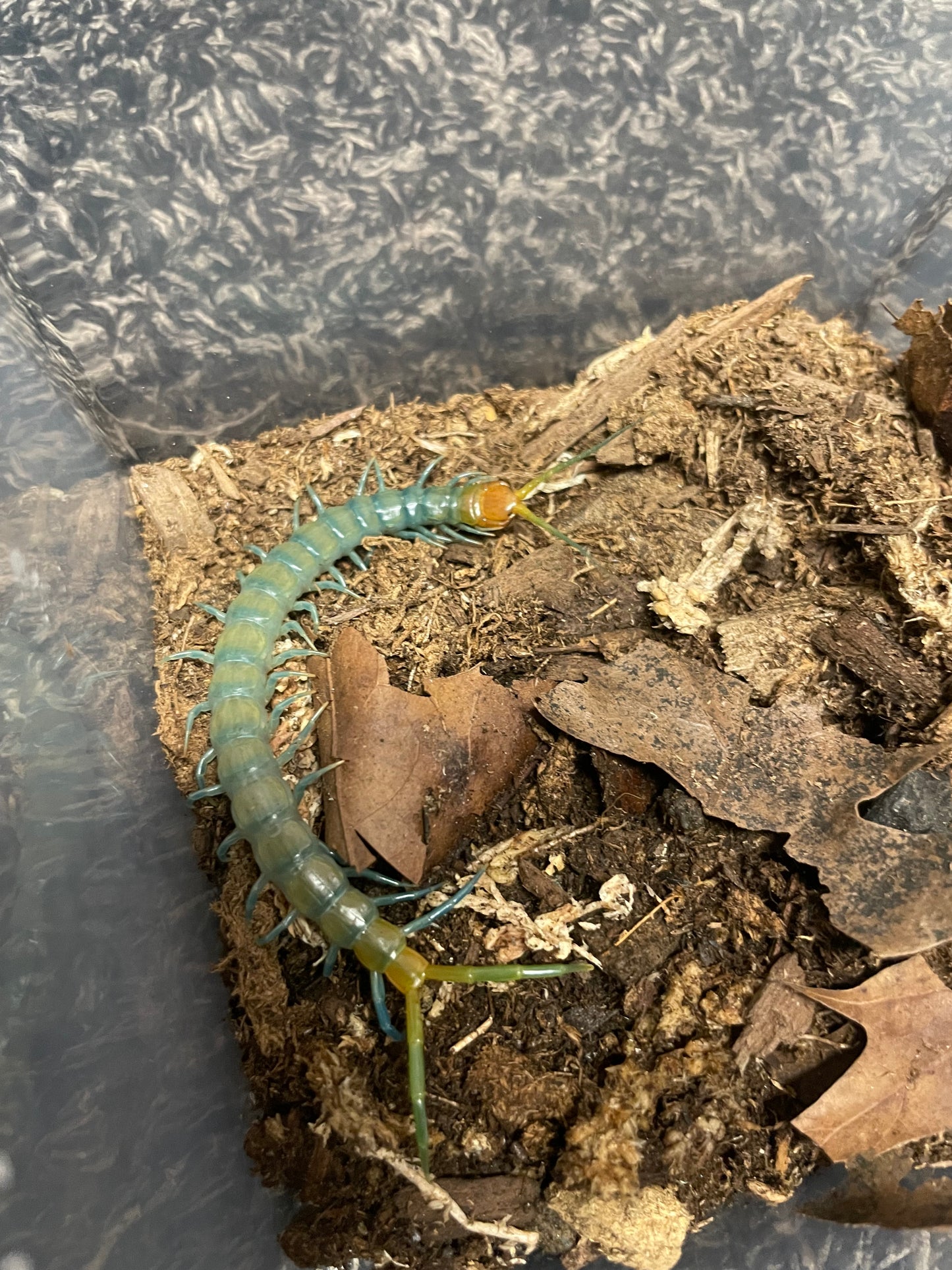 Scolopendra Aztecorum “Northern Ghost”