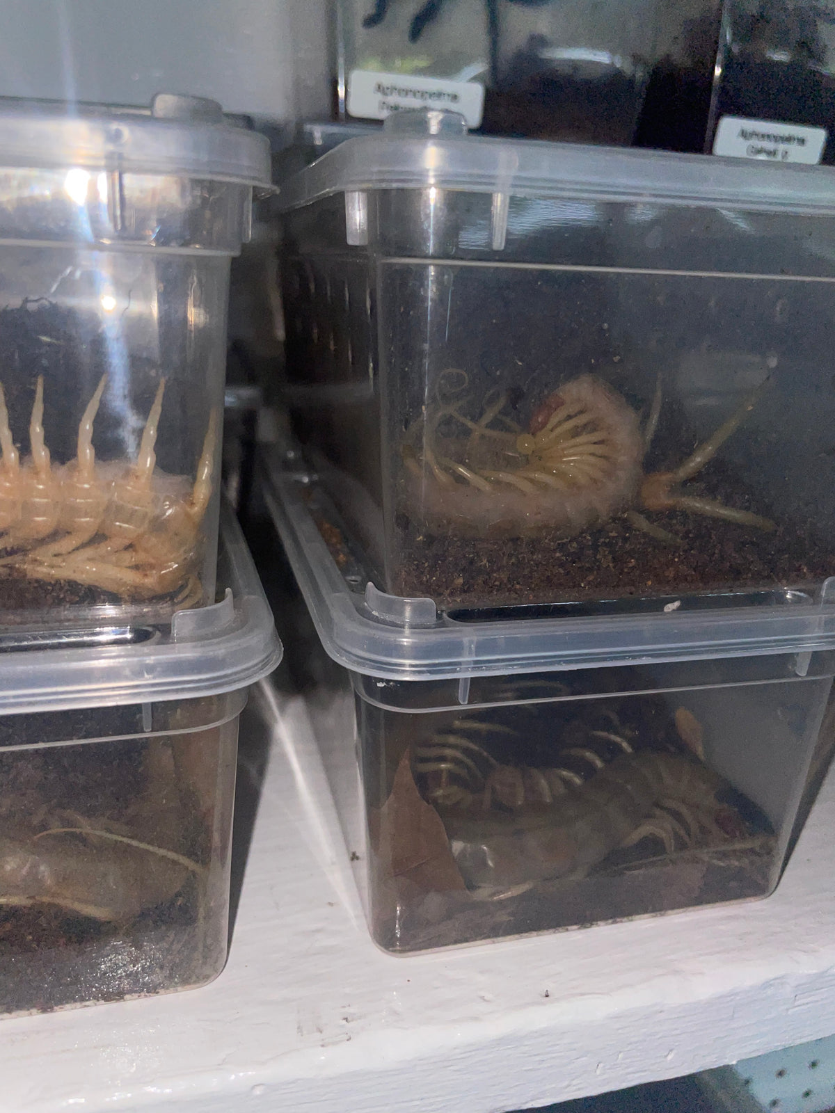 Scolopendra Aztecorum Pedelings 6-Pack 2026