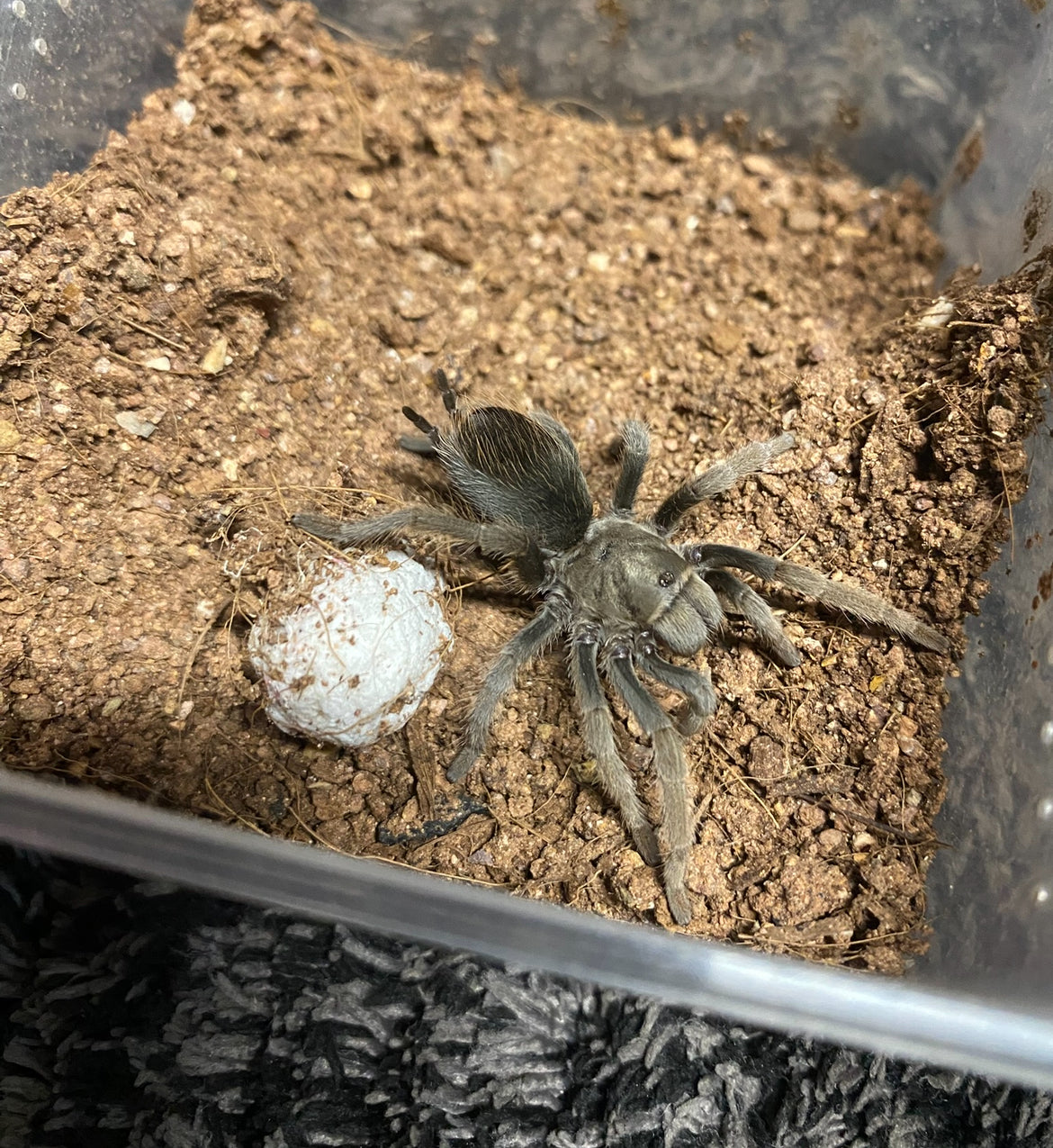 Aphonopelma Sp. Dragoons “Slings”