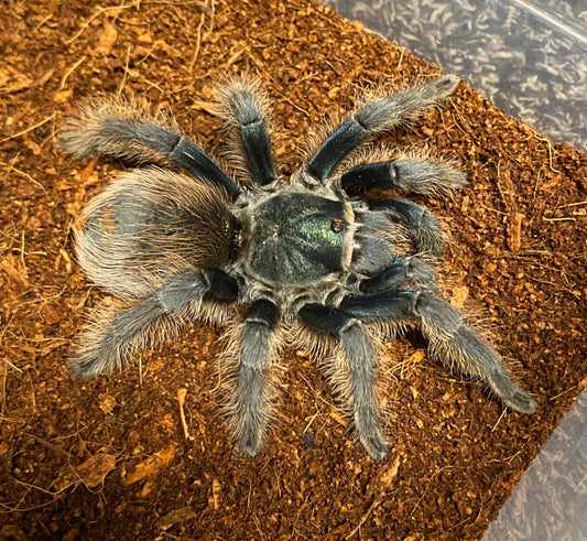 Aphonopelma Mooreae