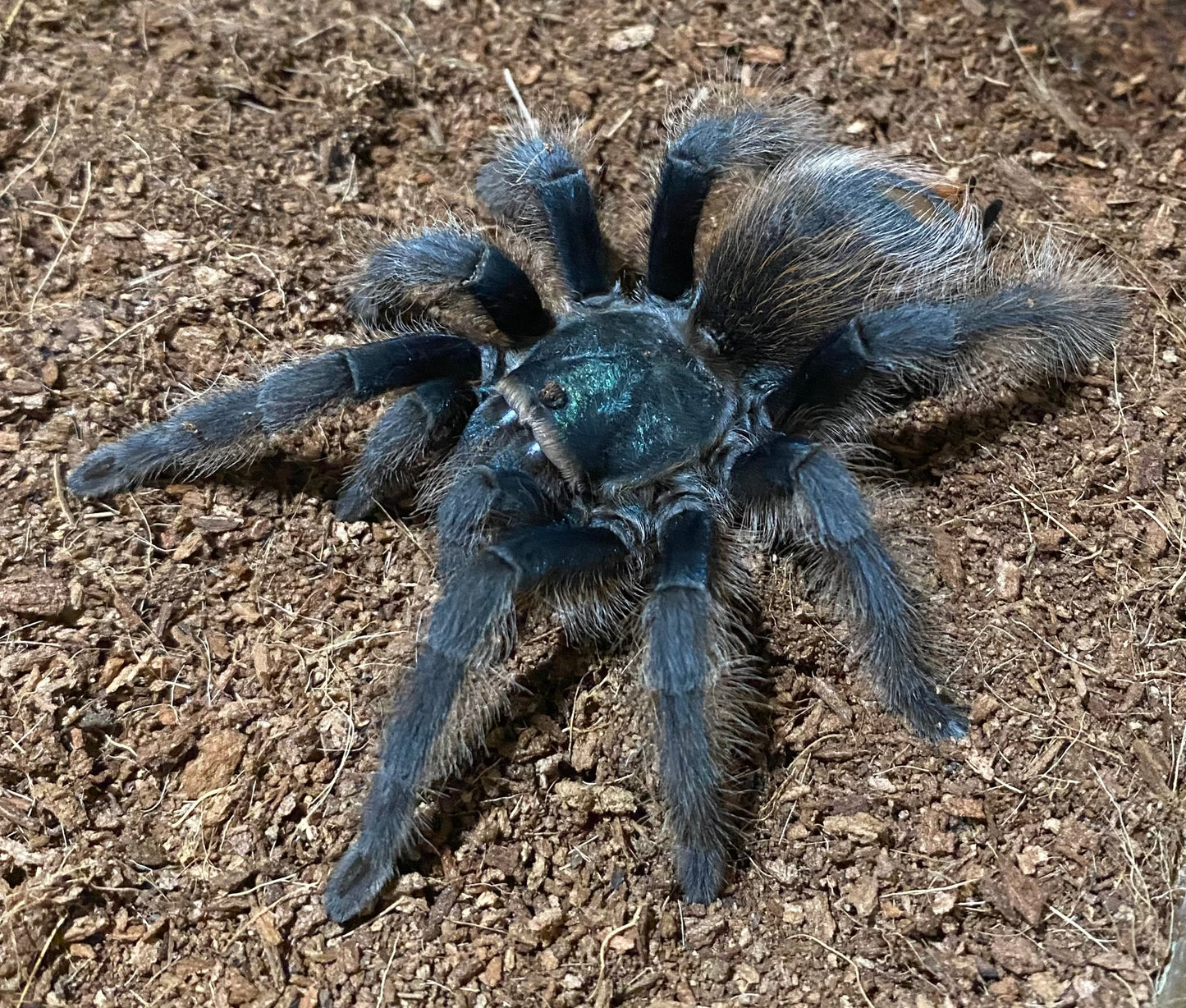 Aphonopelma Mooreae
