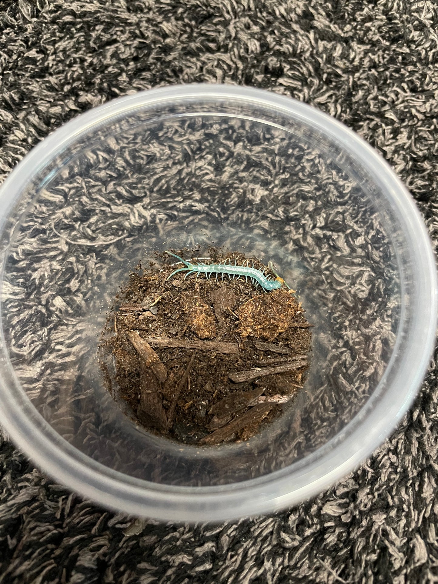 Scolopendra Aztecorum “Northern Ghost”