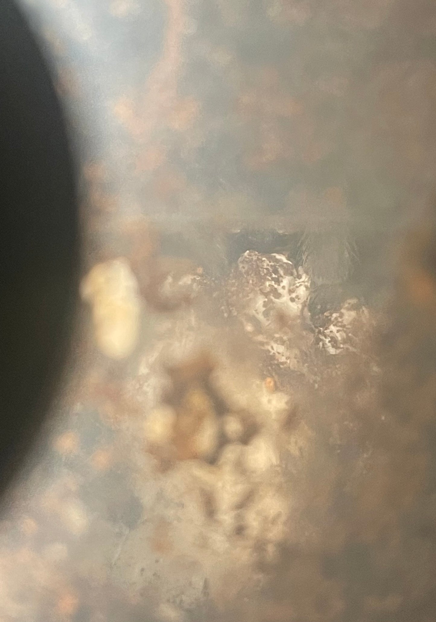 Aphonopelma Mooreae “Slings” Captive Bred 2026