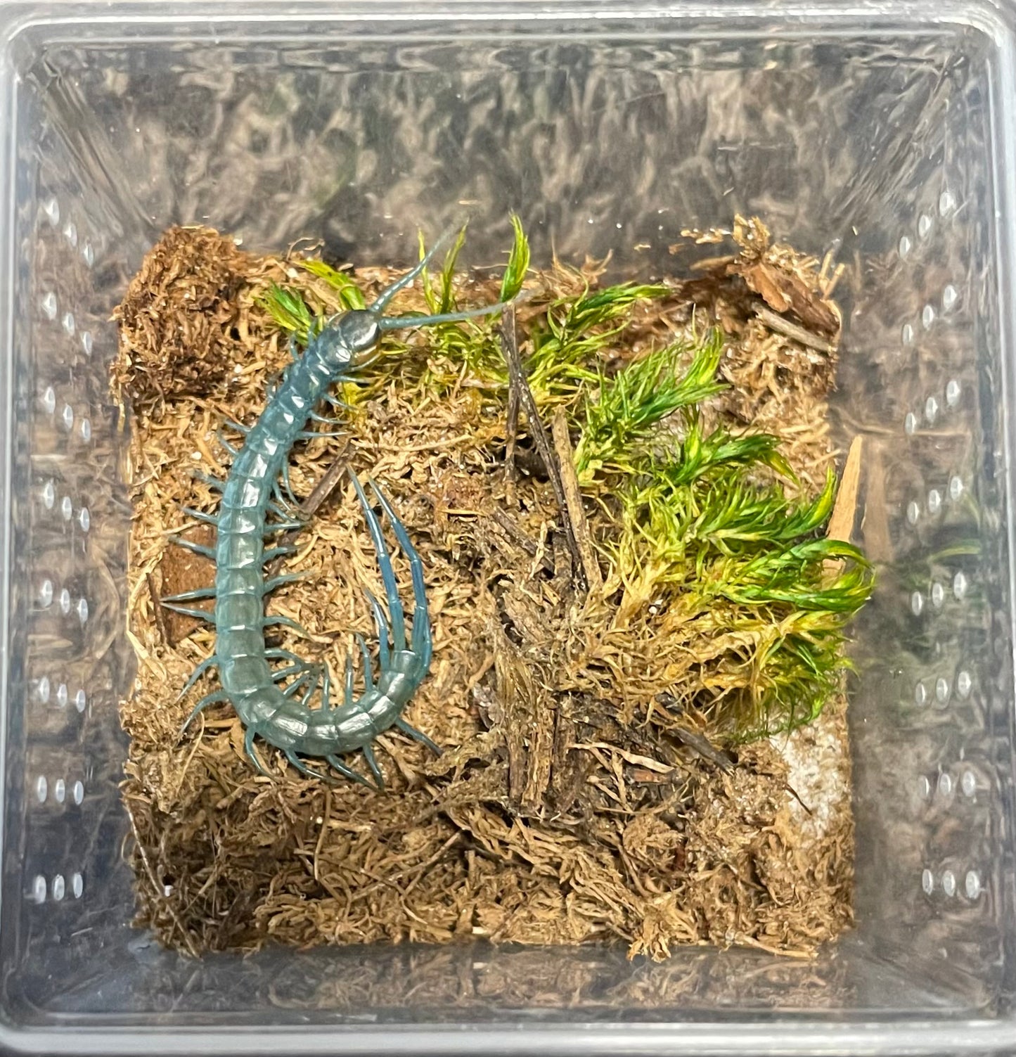 Scolopendra Aztecorum