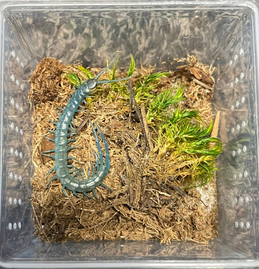 Scolopendra Aztecorum Pedelings 6-Pack