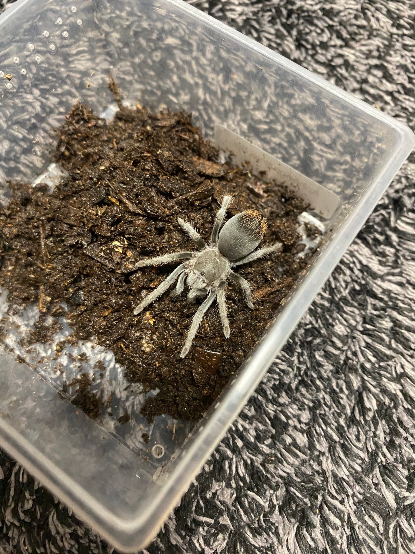 Aphonopelma Sp. “Huachuca”