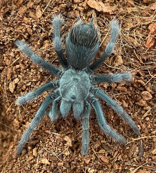 Aphonopelma icenoglei