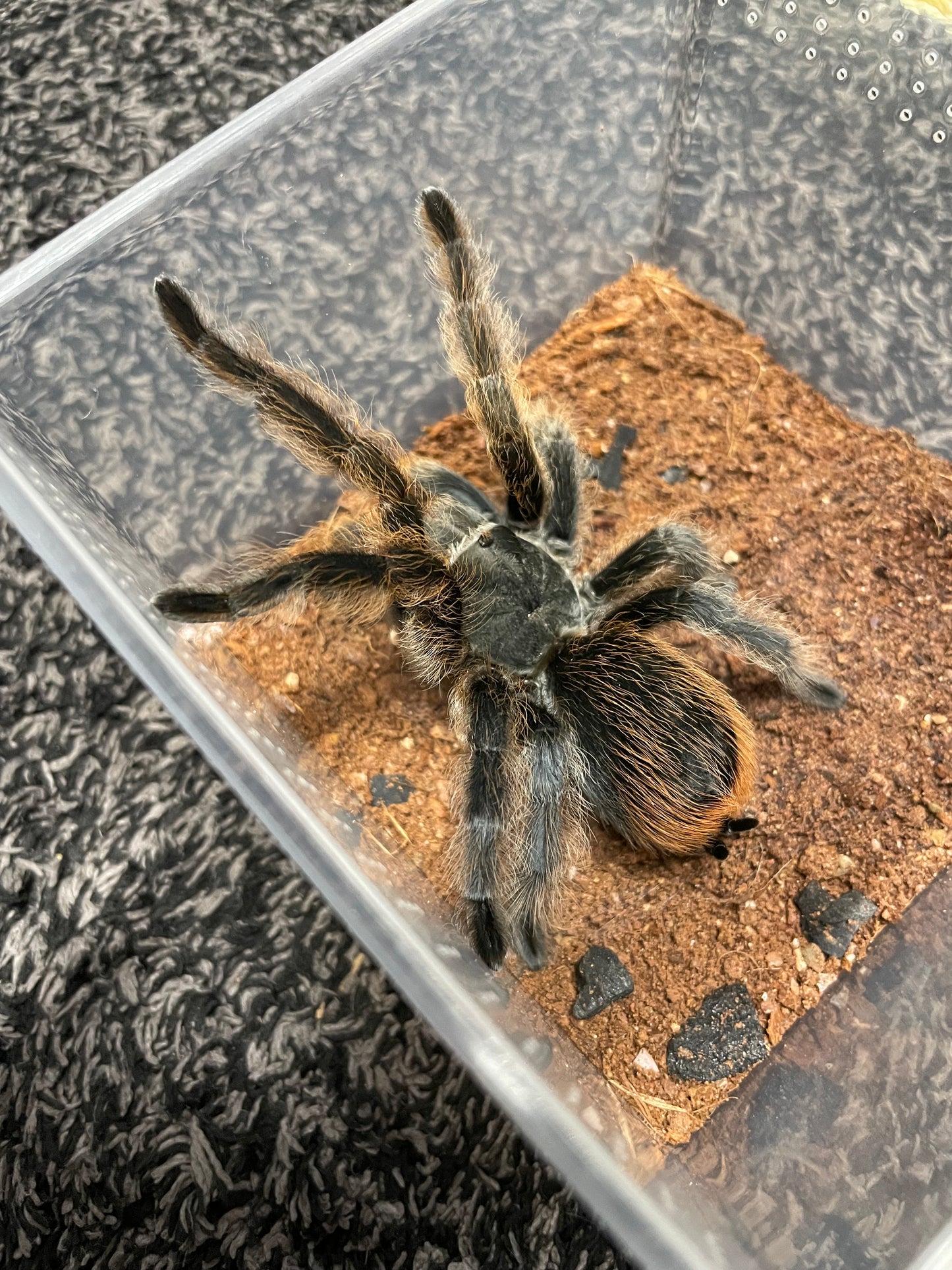 Aphonopelma Marxi “Pinos Altos Locale”