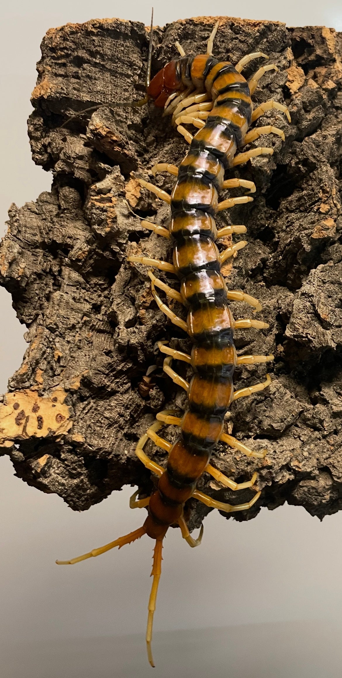Scolopendra Sp. Malaysian Tiger (Pair)