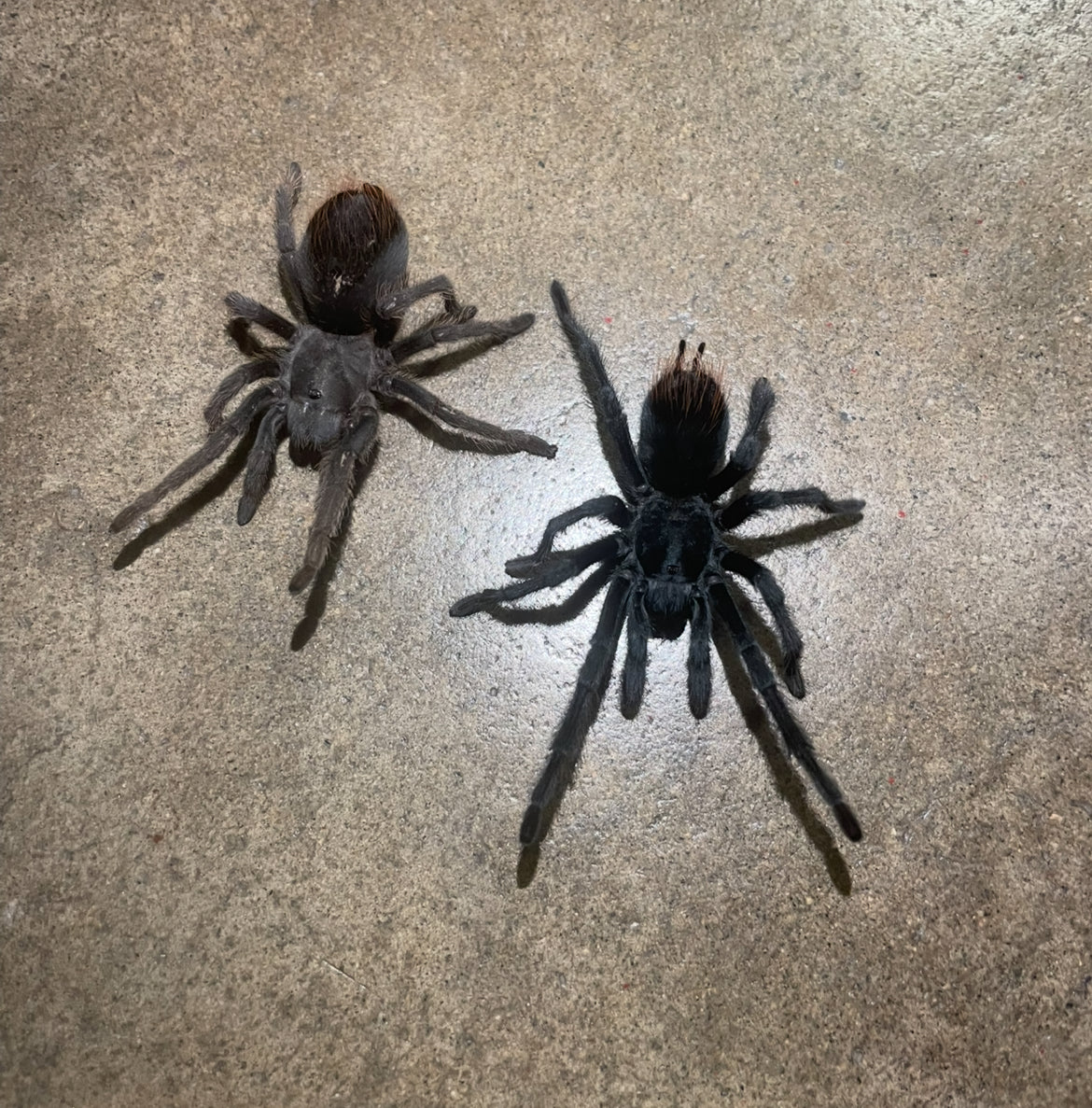 Aphonopelma Sp. Dragoons “Slings”