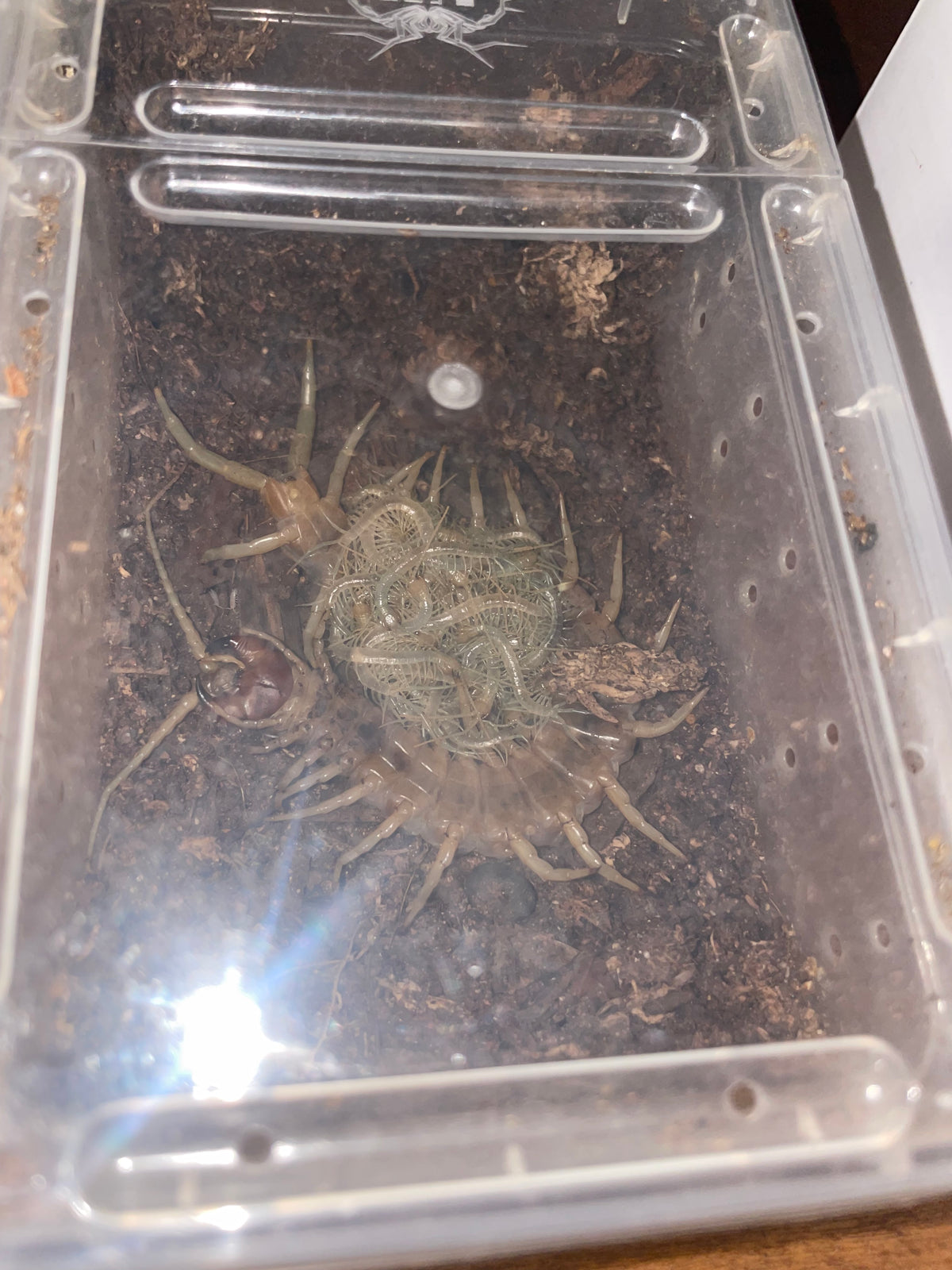 Scolopendra Aztecorum Pedelings 6-Pack 2026