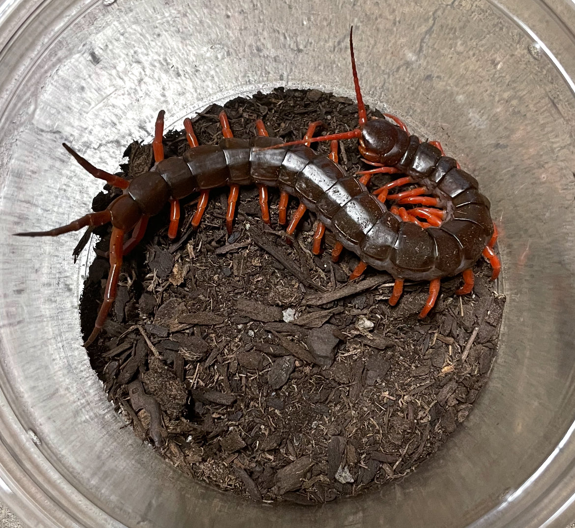 Scolopendra Dehaani “Orange Legs”