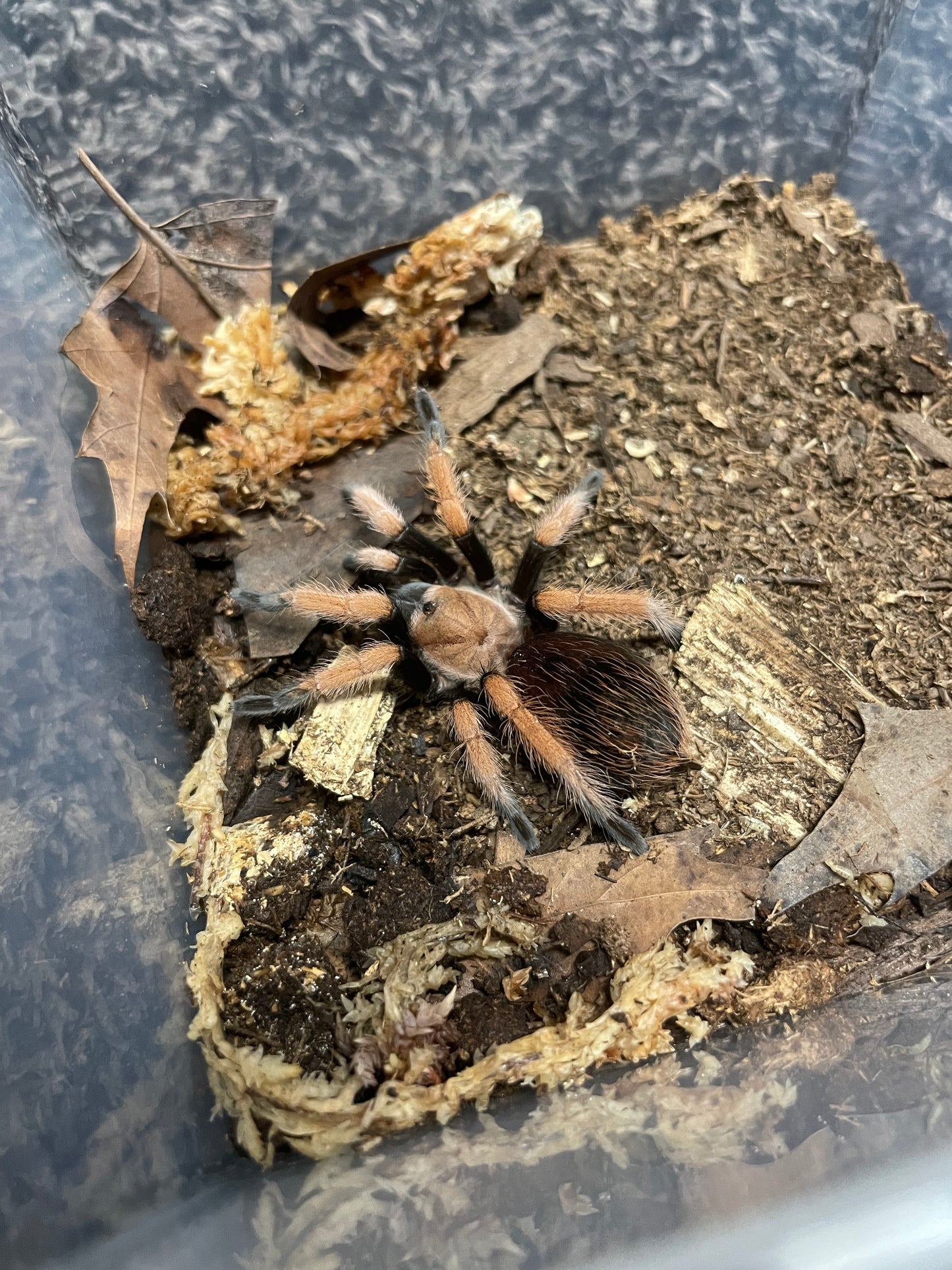 Aphonopelma Bicoloratum