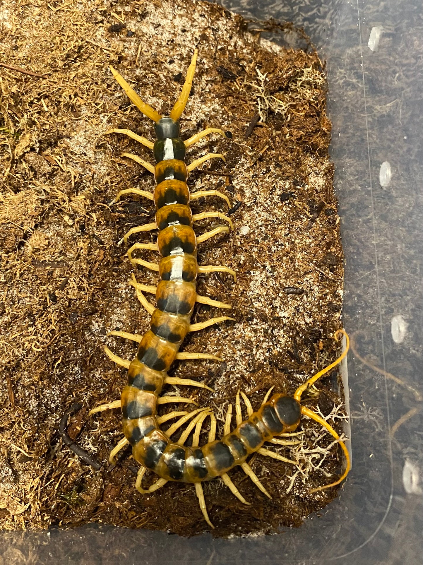 Scolopendra Heros Blotched