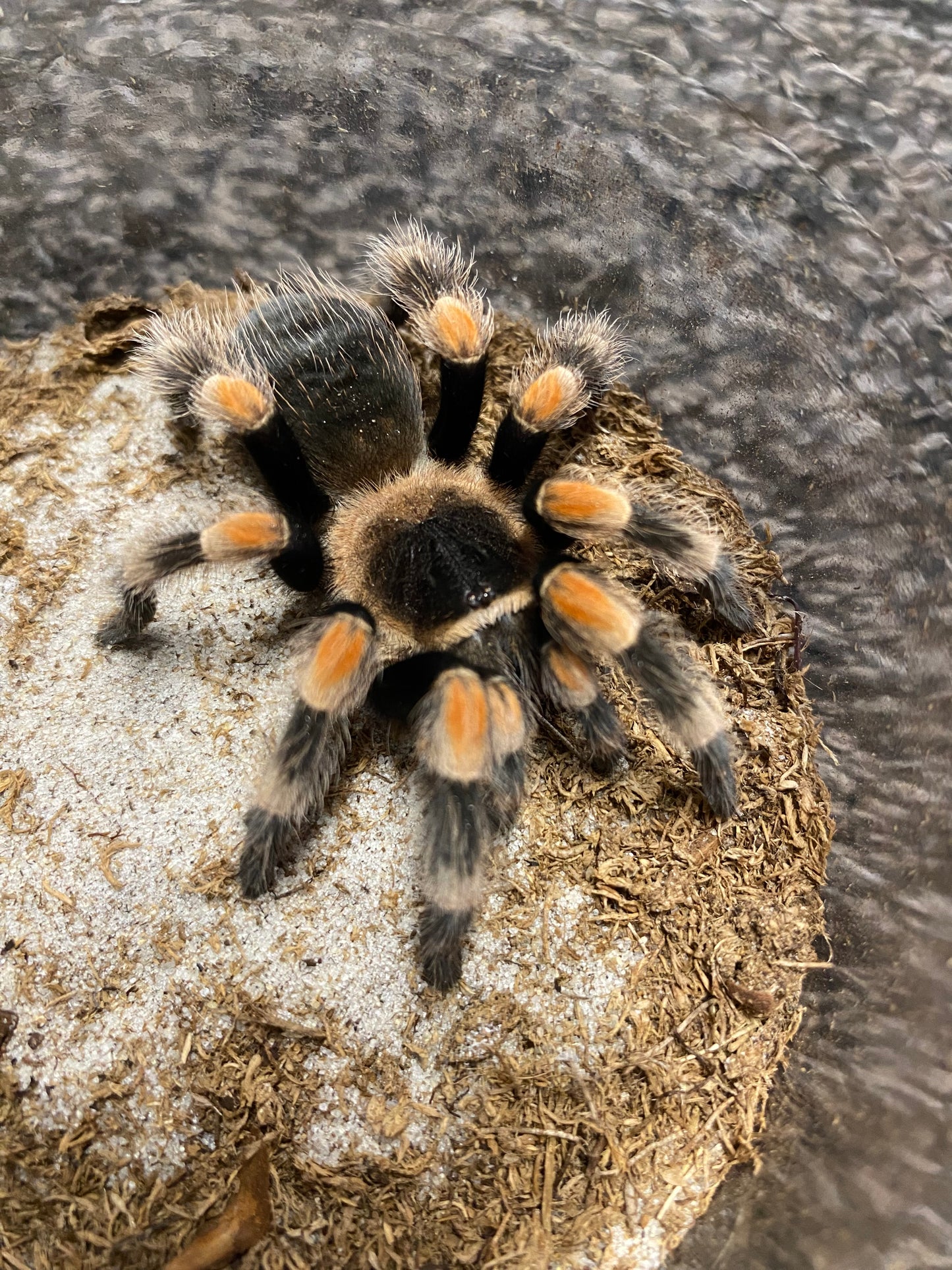 Brachypelma Hamorii