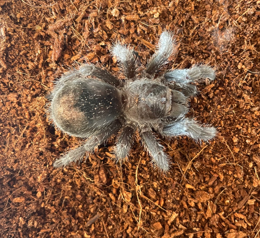 Grammostola Pulchra