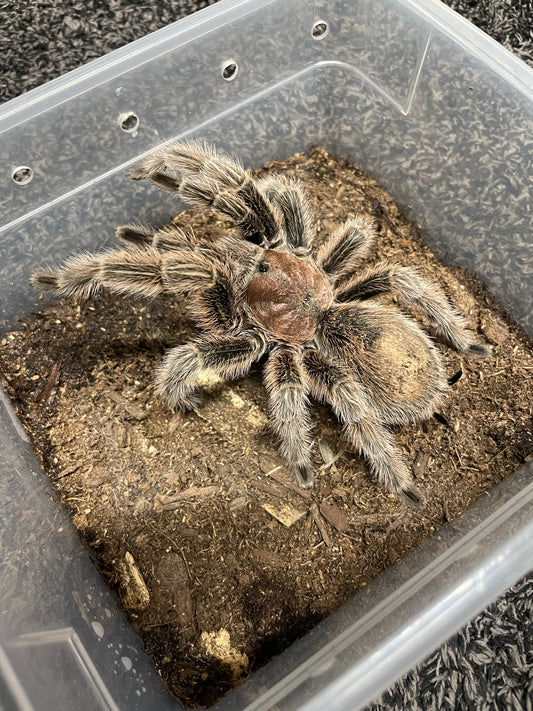Grammostola Rosea “Red Color Form” Showcase Adult Specimen (LOCAL CA SALE ONLY)