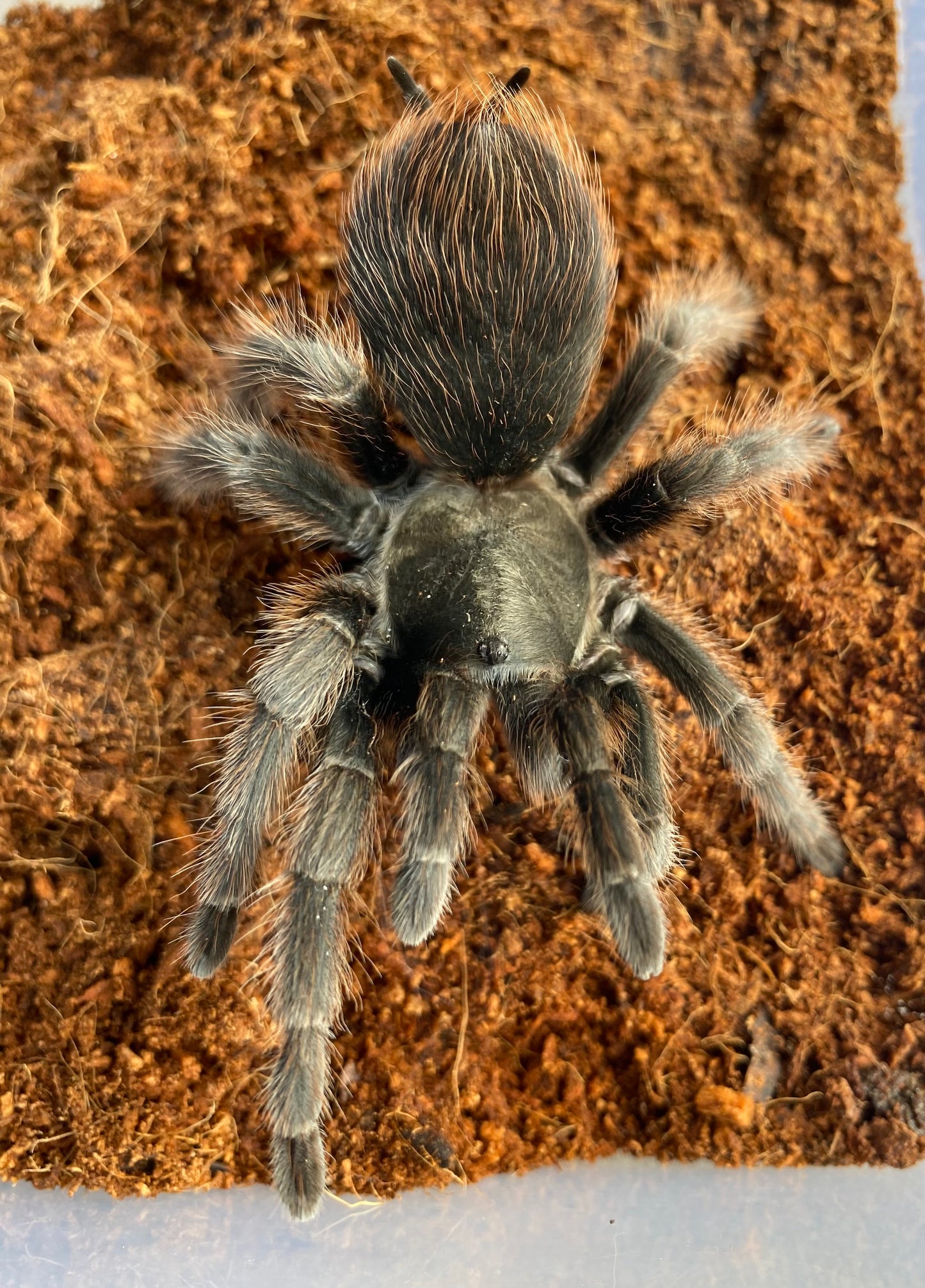 Aphonopelma Steindachneri