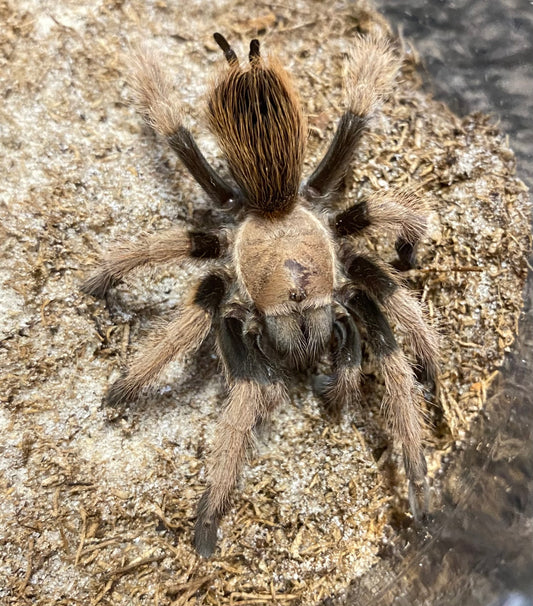 Aphonopelma Chalcodes “New River” Locale