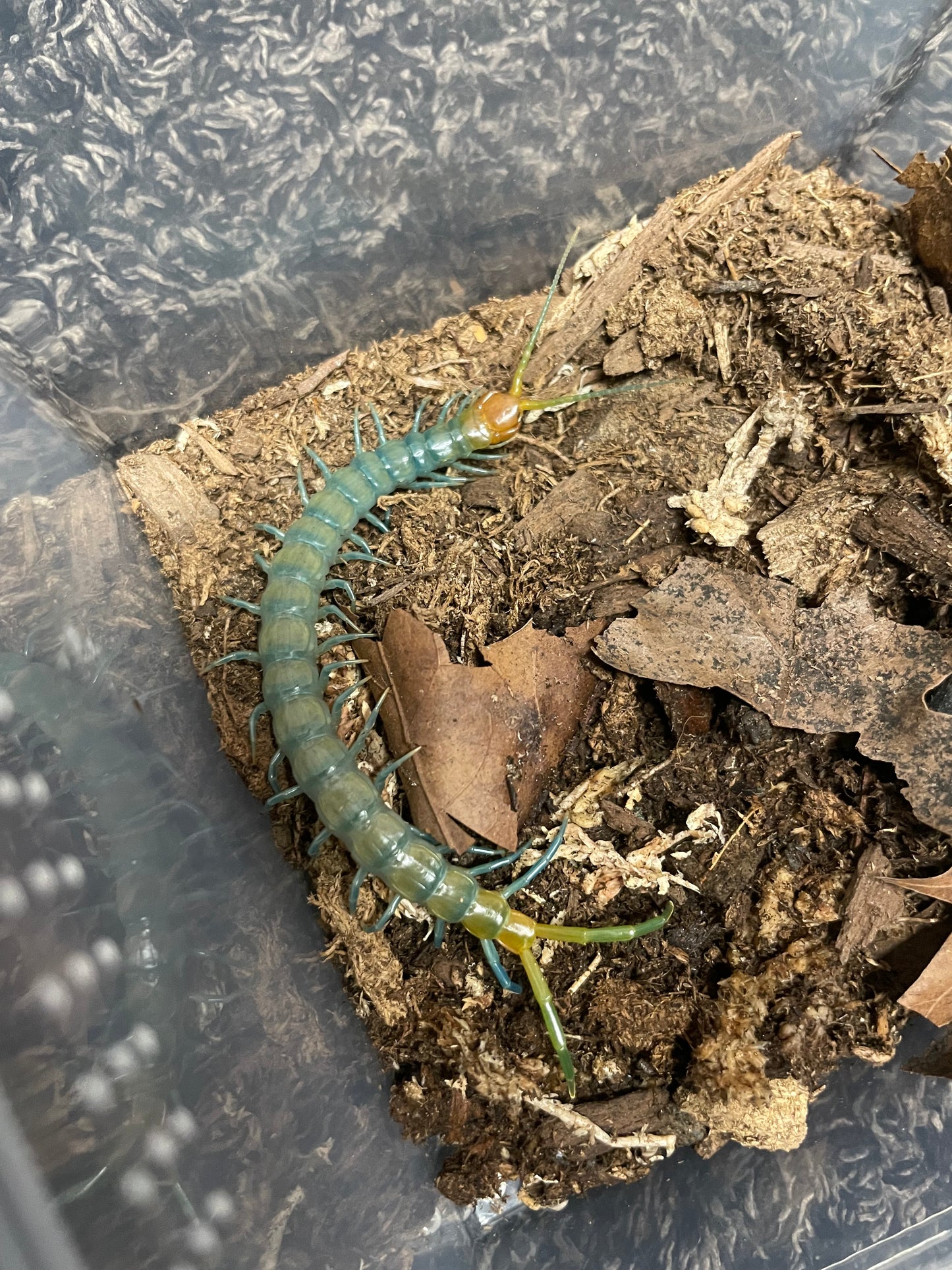 Scolopendra Aztecorum “Northern Ghost”