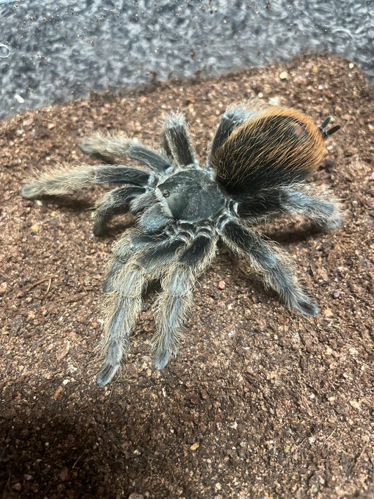 Aphonopelma Marxi “Pinos Altos Locale”