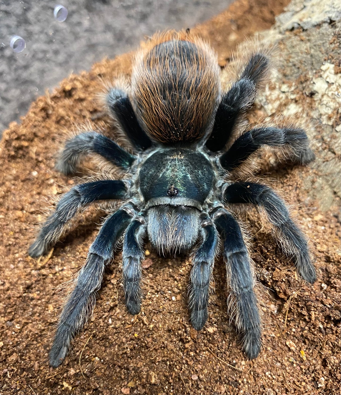 Aphonopelma Mooreae Slings