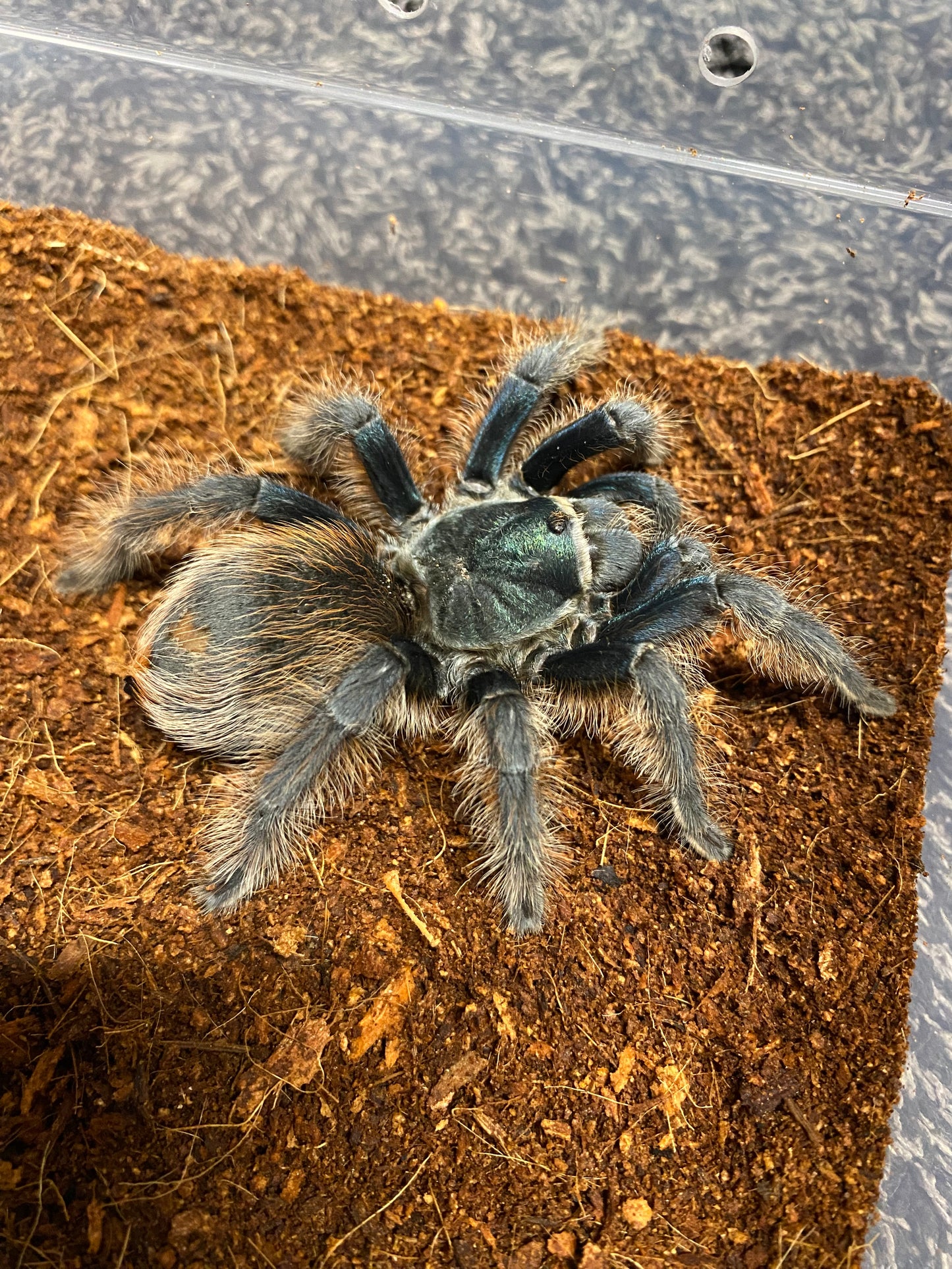 Aphonopelma Mooreae