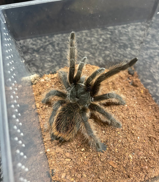 Aphonopelma Marxi “Pinos Altos Locale”