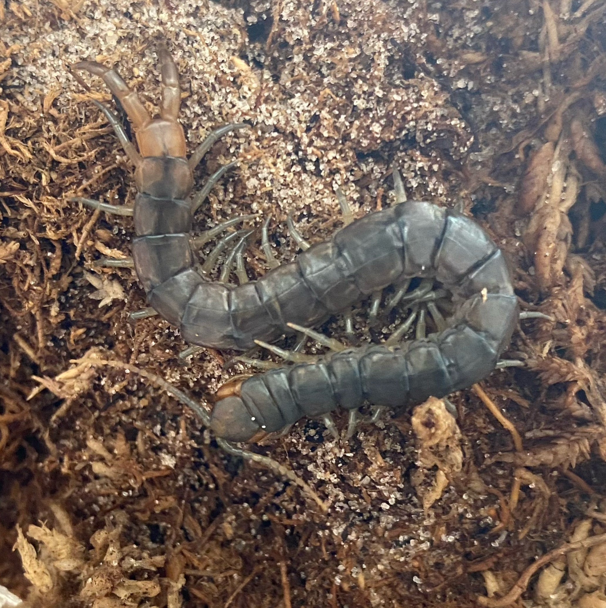 ⭐️スターカットギベオン&リビアングラス⭐️管理№F129 Scolopendra Viridis – Bug Biologicals