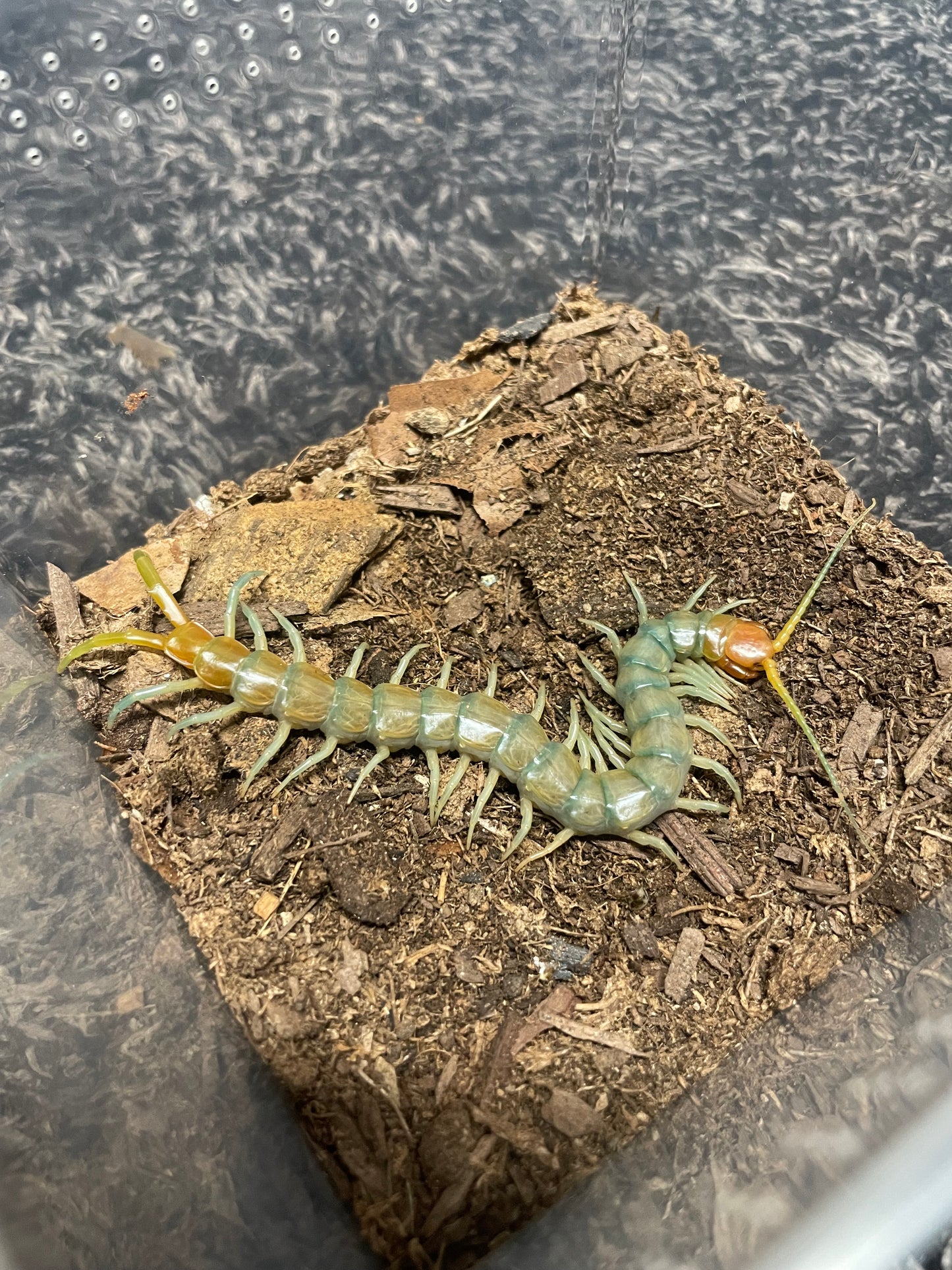Scolopendra Aztecorum “Northern Ghost”