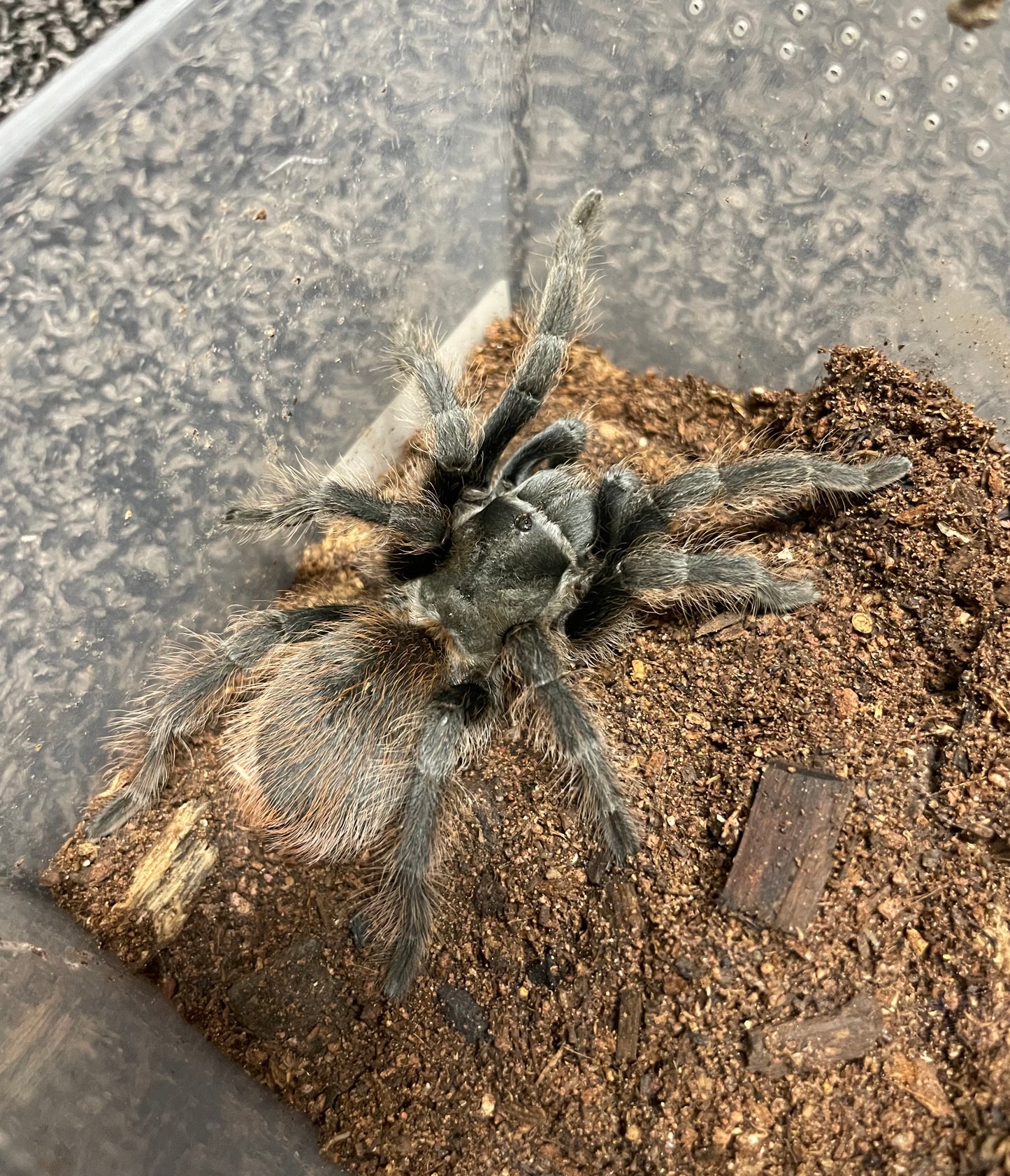 Aphonopelma Peloncillo “New Mexico Locale”