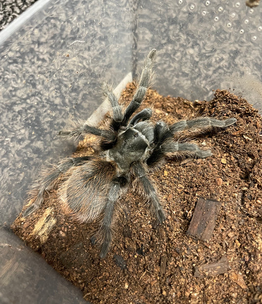 Aphonopelma Peloncillo “New Mexico Locale”