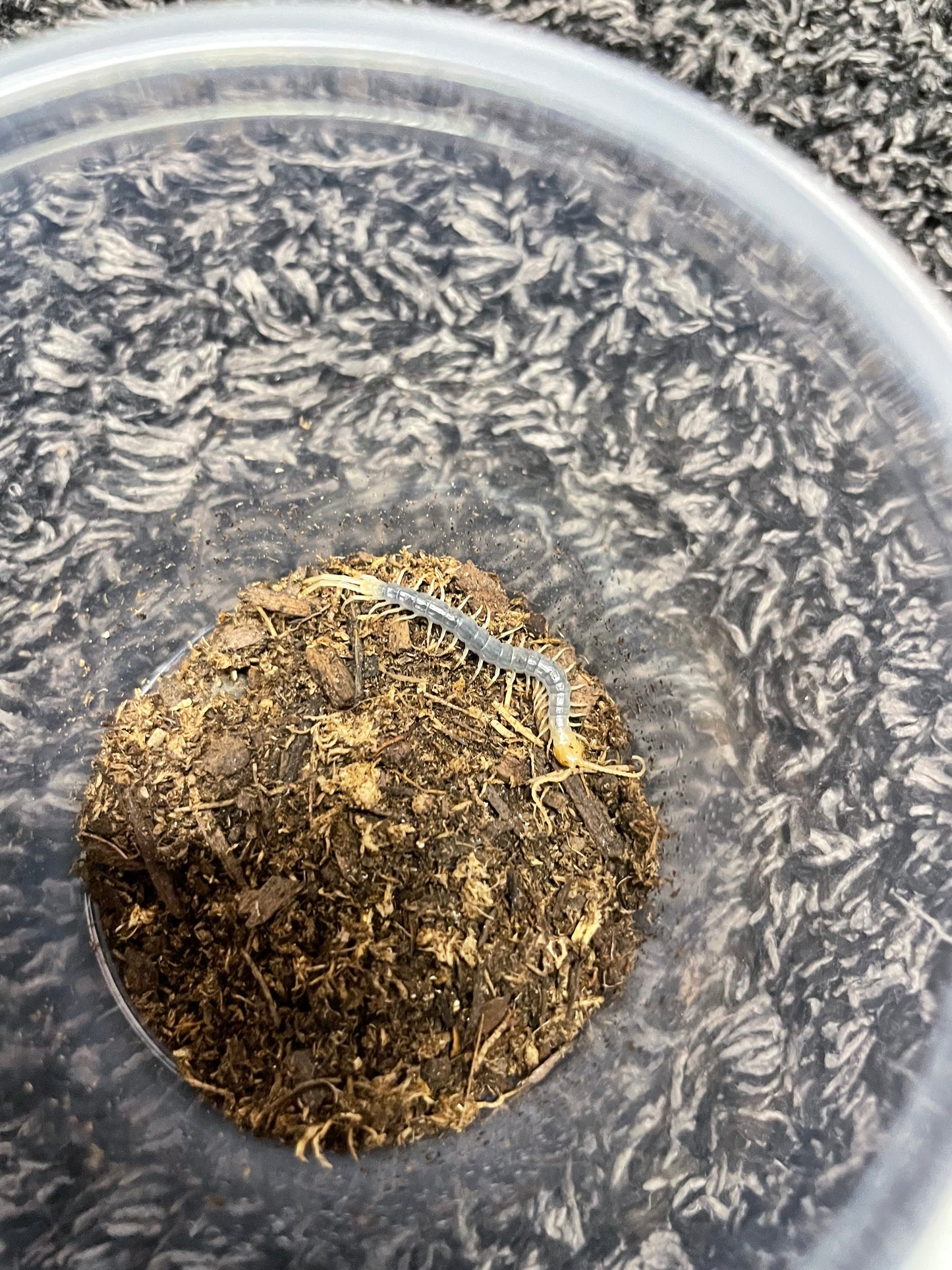 Scolopendra Aztecorum “Hypomelanistic Color Form”